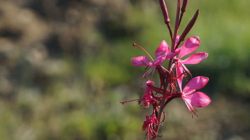 Close-up of pink flowering plant