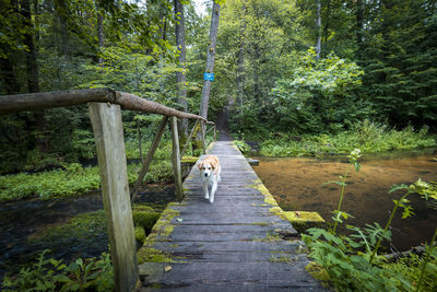 Cute, little dog passing a wooden footbridge over small, calm, clean river. roztocze, poland.