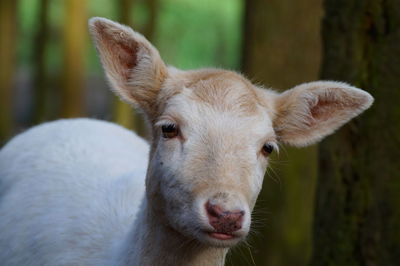 Close-up of an animal