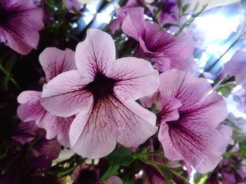 Close-up of pink flowers