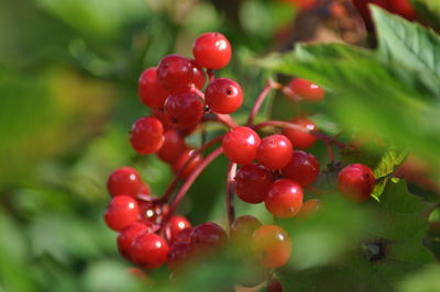 Close-up of berries growing on plant