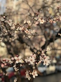 Close-up of cherry blossoms on tree