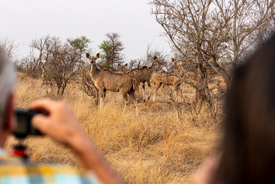Safari photohunting
