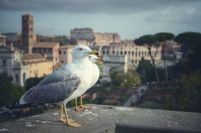 Close-up of seagull perching on retaining wall