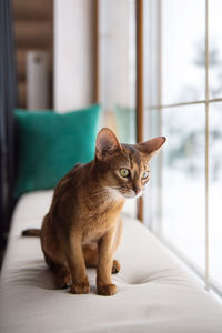 The abyssinian cat sits on a pillow and looks out the window, hunting