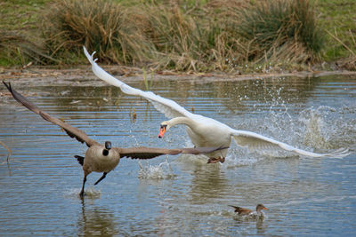 Angry bird - mute swan attacks canada goose in the water of a small lake