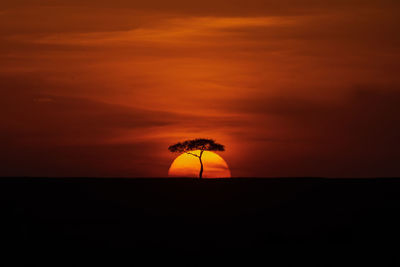 Silhouette plant on land against dramatic sky during sunset