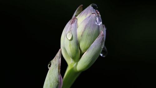Close-up of wet flower bud against black background