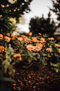 Close-up of flowering plants on field