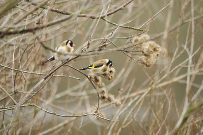 Close-up of two gold finchs perching on branch in winter