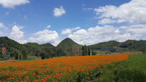 Scenic view of grassy field against cloudy sky