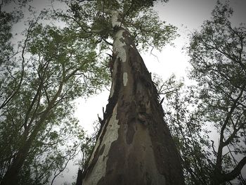 Low angle view of tree against sky