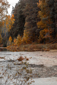 Scenic view of lake in forest during autumn