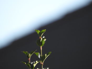 Close-up of small plant