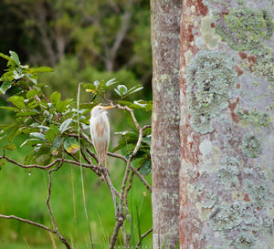 Close-up of bird perching on tree trunk