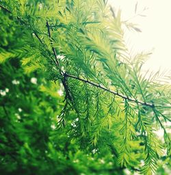 Close-up of plants
