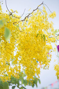 Close-up of yellow flowering plant against sky