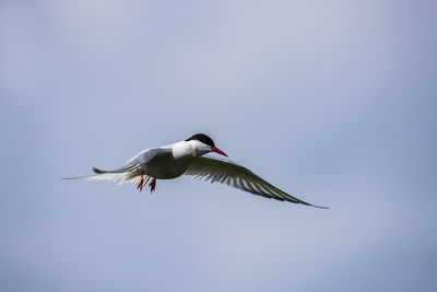 Low angle view of birds in flight