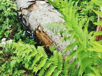 High angle view of plant growing on tree trunk