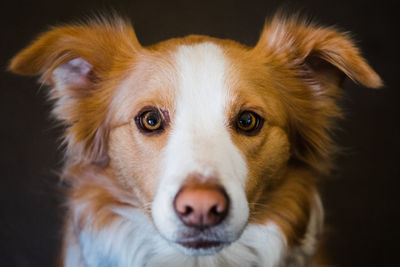 Close-up portrait of dog