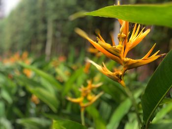 Close-up of yellow flowering plant