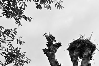 Low angle view of bird on branch against sky