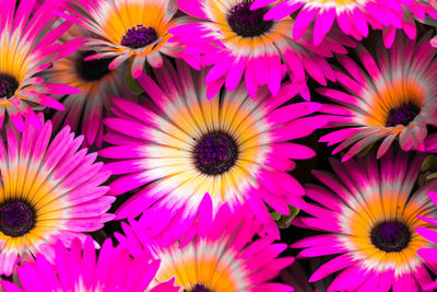 Full frame shot of pink flowers