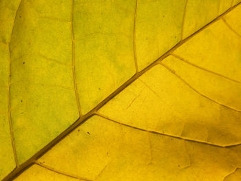 Full frame shot of leaf veins silhouette