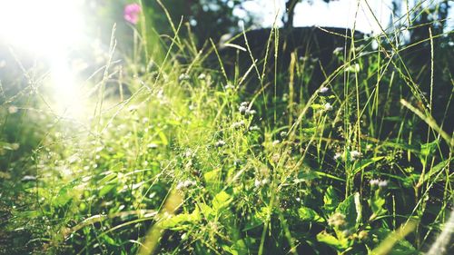 Close-up of fresh green plants on field during sunny day