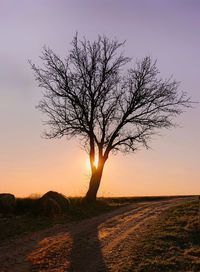 Silhouette tree on field against sky during sunset