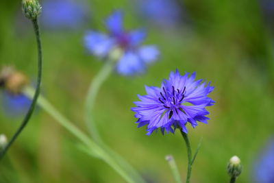 Close-up of purple flower blooming outdoors