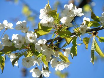 Low angle view of blooming tree against sky