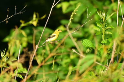 Bird perching on a plant