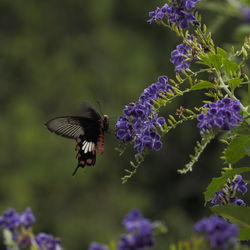 Butterfly pollinating on purple flowering plant