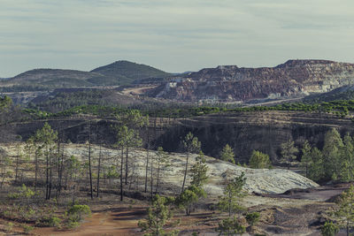 Less than a year after a devastating forest fire, new growth begins to emerge on the forest 