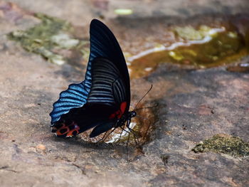 Close-up of butterfly on rock