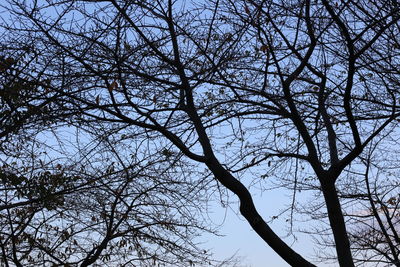 Low angle view of bare tree against sky