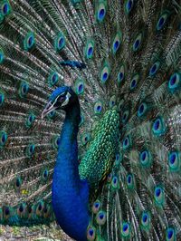 Close-up of peacock