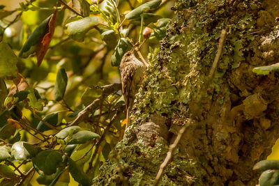 Close-up of insect on tree