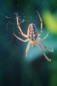 Close-up of spider