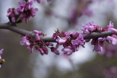 Close-up of pink cherry blossom tree