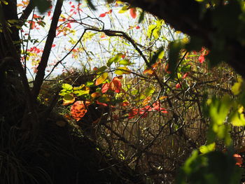 Low angle view of flowering tree in forest
