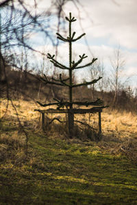 View of tree in field