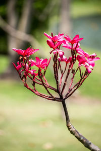 Close-up of pink flowers blooming outdoors