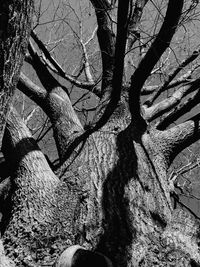 Full frame shot of tree branches