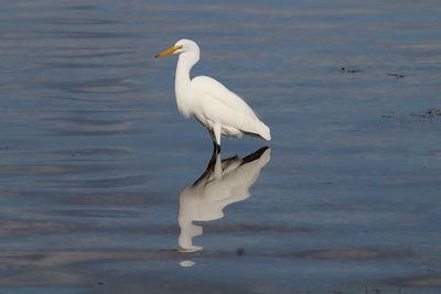 Bird on a lake