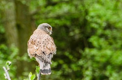 Close-up of owl perching on tree