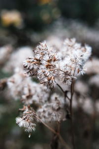 Close-up of wilted plant