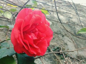 Close-up of red rose