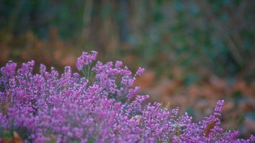 Close-up of purple flowers against blurred background